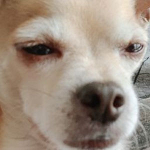 Meet your Posher, Roberto